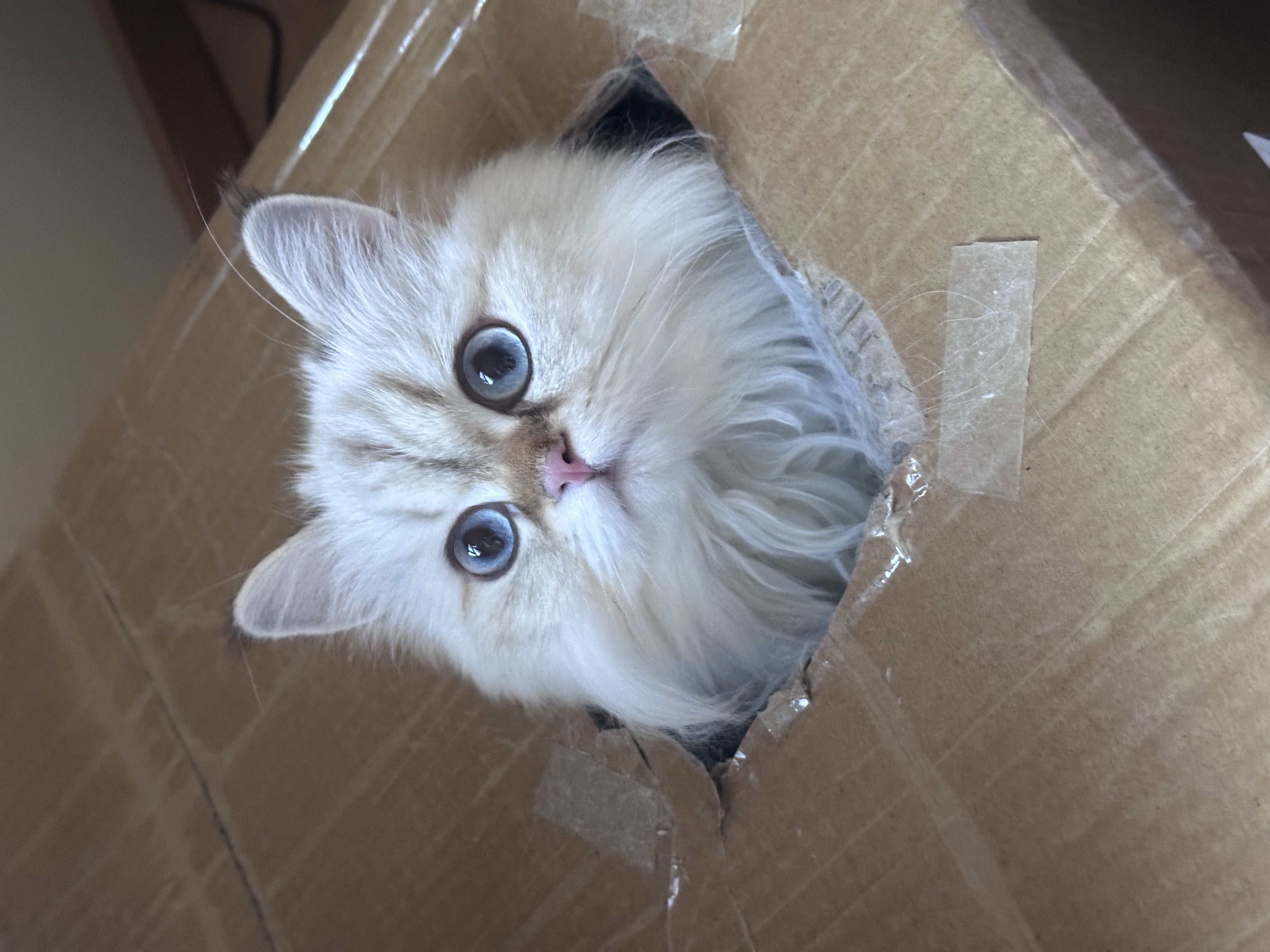 Yiyi